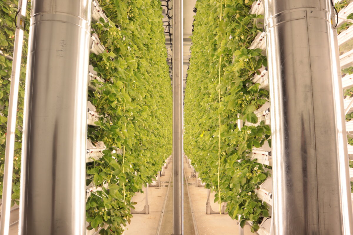 The Largest Controlled-Environment Vertical Strawberry Farm in Canada is Launched in Vaudreuil!